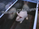 Кролики, сетка ООО 