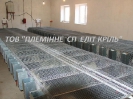 Кролики, сетка ООО 