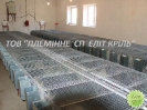 Кролики, сетка ООО 