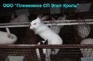 Кролики, сетка ООО 