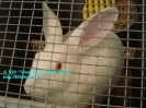 Rabbit_1