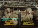 Rabbit_2