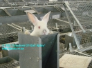 Rabbit_3