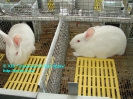 Rabbits_2