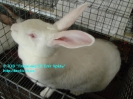 Rabbits_3