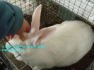 Rabbits_4