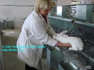 Rabbits_5