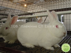 кролики для разведения